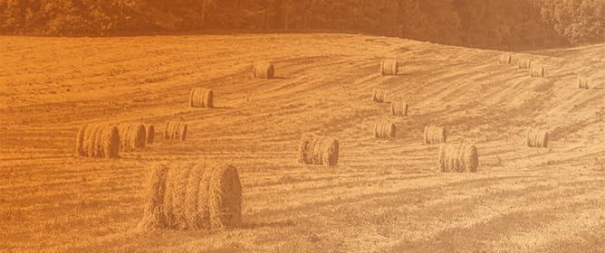 Performance of <em>F1 Holstein</em> &times; <em>Gyr heifers</em> and Productivity of <em>Marandu grass</em> Pasture Overseeded with Winter Forage During the Dry-Wet Transition Period