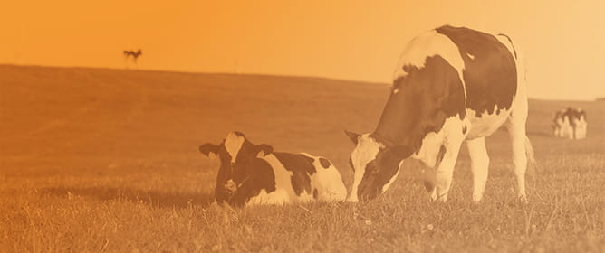 Comparison of Univariate and Multivariate Applications of GBLUP and Artificial Neural Network for Genomic Prediction of Growth and Carcass Traits in the Brangus Heifer Population