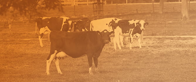Development of Equations to Predict Percentage Empty Body and Carcass Chemical Composition Adjusted for Breed Type and Sex in Growing/Finishing Cattle