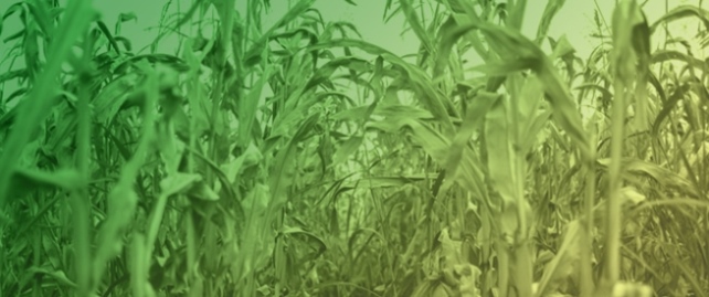 Enhancing Biomethane Production from Corn Stover: Insights into Lignocellulosic Component Interactions and Pretreatment Efficacy