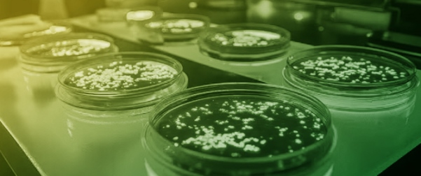 Advances in the Biosynthetic Production of Daunomycin: Genetic, Metabolic, and Process Engineering Strategies