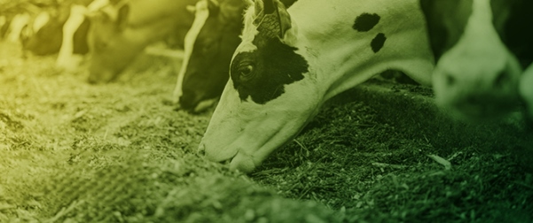 A Blend of Essential Oils (Blend of Eugenol, Linalool, Anethole, and Cinnamaldehyde) Increases Ruminal Propionate and Improves Total Tract Starch Digestibility in Steers Fed a Dry-Rolled Corn-Based Finishing Diet