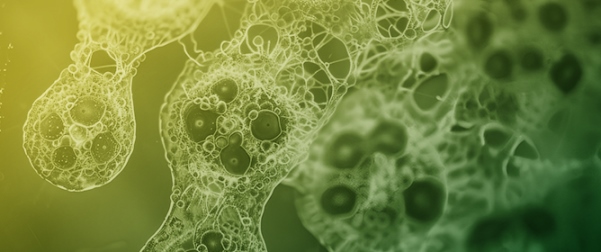 Photobiological Hydrogen Production in Cyanobacteria: Advances, Challenges, and Perspectives
