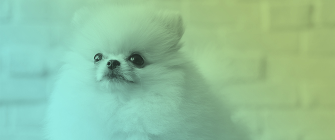Familial Aggregation of Chiari-like Malformation and Syringomyelia in Pomeranians
