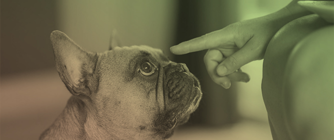 Beyond the Behavior: Caregiver Guilt, Burden, and Well-Being Among Owners of Dogs with Behavior Problems