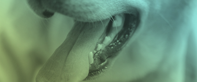 Oral Microbiota Shifts Associated with Tartar Removal in Dogs