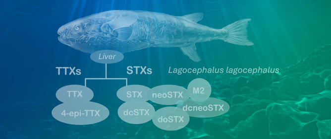 Toxicity Profile of the Oceanic Pufferfish <em>Lagocephalus lagocephalus</em> in the Eastern Atlantic Area