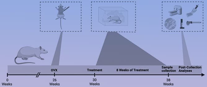 Chronic &Delta;9-Tetrahydrocannabinol Inhalation Following Osteoporosis Results in Bone Deficits