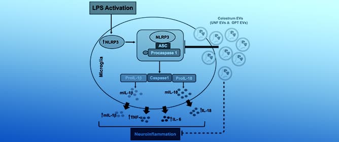 Colostrum Extracellular Vesicle Isolation, Characterization, and Function
