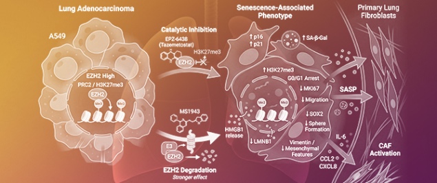 EZH2 Regulates the Proliferation-Senescence Balance and Tumor&ndash;Stromal Signaling in Lung Adenocarcinoma