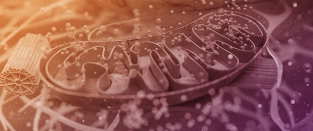 Biomarkers and Early Mechanisms of Sarcopenia: Central Roles of Mitochondrial Dysfunction, Inflammaging, Cellular Senescence, and Neuromuscular Degeneration