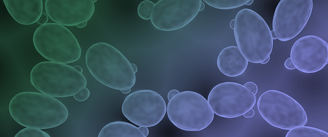 A Ready-to-Use Recombinant Yeast Two-Hybrid Assay for Thyroxine Detection