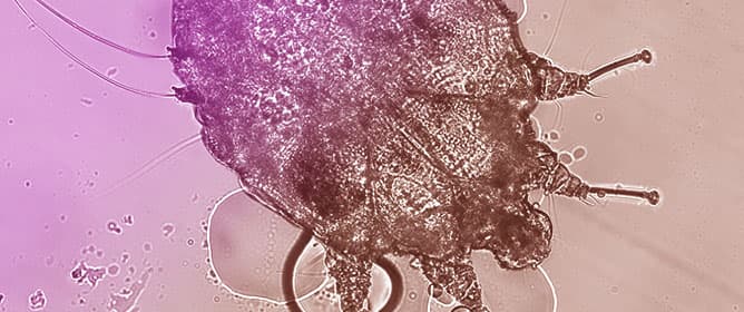 Scabies in Mexico, 2004&ndash;2024: A Spatiotemporal Analysis of a Neglected Tropical Disease
