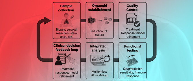 Precision Oncology at a Crossroads: How Organoid Platforms Are Reshaping the Field