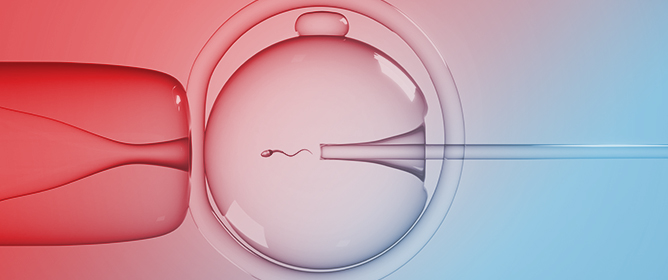 Body Mass Index and Ovarian Follicular Response in Assisted Reproductive Technology: A Cross-Sectional Analysis