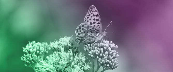 Reorganizing Butterfly&ndash;Plant Interaction Networks Under Environmental Change: Conservation and Ecological Sustainability