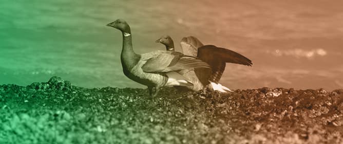 Wintering Waterbirds Along Sandy Littorals of the Northern Adriatic Sea (Italy): Long-Term Changes in Abundance, Diversity, and Functional Composition