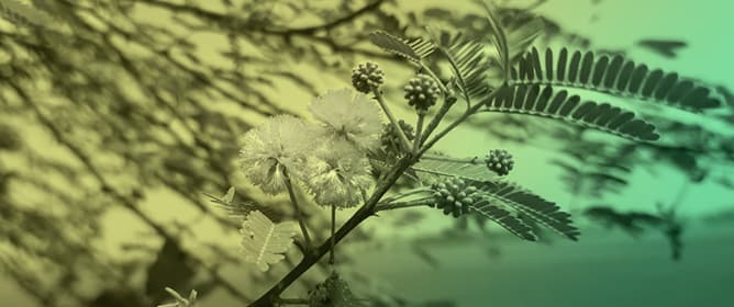 Diversity and Composition of Insect Communities Associated with <em>Vachellia farnesiana</em> (L.) Wight &amp; Arn