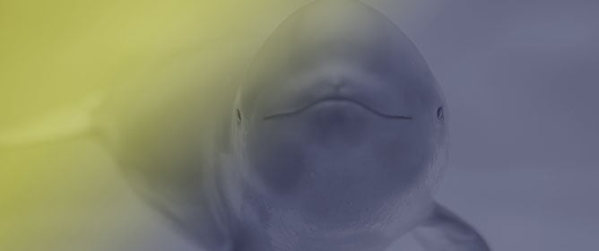 Acoustic Characteristics of Finless Porpoises (<em>Neophocaena asiaeorientalis</em>) and Their Relationships with Environmental Variables Revealed by Passive Acoustic Monitoring in Korean Coastal Aquaculture Waters