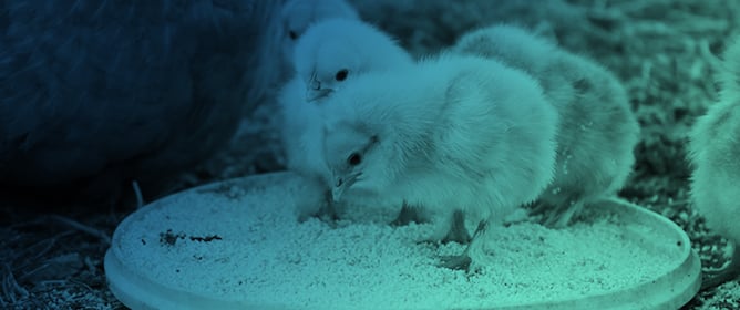 Dietary Brown Mushroom Stem Powder Modulates Ileal Morphology and Barrier-Related Gene Expression in Layer Chicks