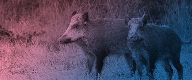 Genetic Heterogeneity of Hepatitis E Virus (HEV) in Wild Boars in Italy