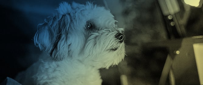 <em>Good Boy</em> (2025): How Far Can Cinema Go Through a Dog&rsquo;s Eyes?