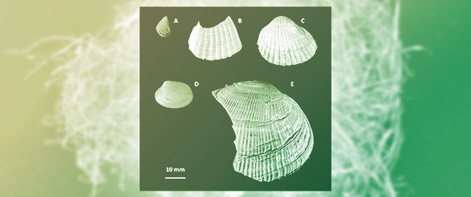 Between Claudius and Trajan: Palaeoenvironmental Evolution of the Imperial Port of Portus (Central Italy)