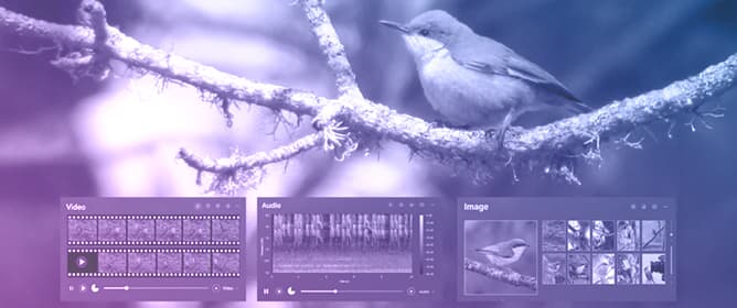 AVB81: A Fine-Grained Audiovisual Dataset and Benchmark for Bird Classification in the Wild