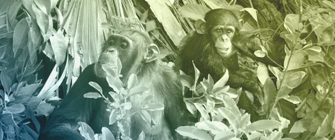 Chimpanzee-Guided Discovery of a Non-Native Bioactive Plant