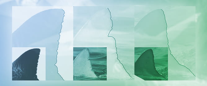 Interpreting Performance Metrics in Semi-Automated Shark Photo-Identification: Applying IDENTIFIN to Bronze Whaler Shark (<em>Carcharhinus brachyurus</em>, G&uuml;nther 1870) and White Shark (<em>Carcharodon carcharias</em>, Linnaeus 1758)