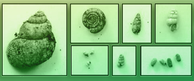 The Contribution of Malacological Studies to Understanding the Occupation Dynamics of the Prehistoric Site at Colombare di Villa-Negrar di Valpolicella (VR): Preliminary Report on the Remains from Trenches 4 and 15