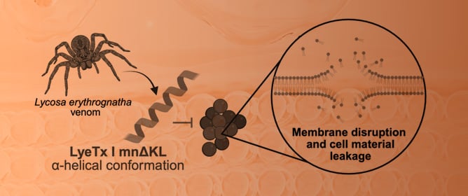 LyeTx I mn&Delta;KL, a New Synthetic Peptide Derived from a <em>Lycosa erythrognatha</em> Toxin, with Potent In Vitro and In Vivo Activity Against Methicillin-Resistant <em>Staphylococcus aureus</em>