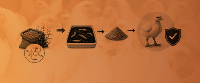 Supplementation with Yellow Mealworm (<em>Tenebrio molitor</em>) Larvae Grown on Deoxynivalenol-Contaminated Substrate Improves Growth and Gut Integrity in Broilers