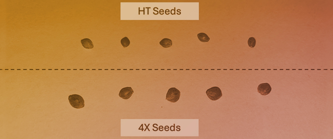 Determination of the EMS Lethal Dose (LD50) and Characterization of Induced Mutations in Industrial Hemp (<em>Cannabis sativa</em> L.)