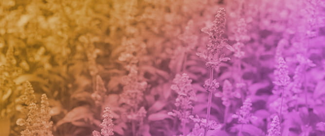 The Prospects of <em>Agastache</em> spp. as Multipurpose Crops: Facts and Challenges&mdash;A Review