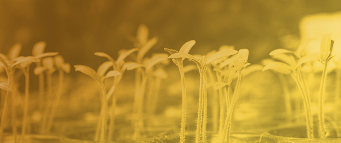 Evaluating Seedling Vigor of Soybean Genotypes of Various Maturity Groups Following Short and Prolonged Seed Exposure to Abiotic Stress