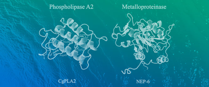 Cnidarian Venoms in the Omics Era: Toxin Discovery and Bioactive Potential