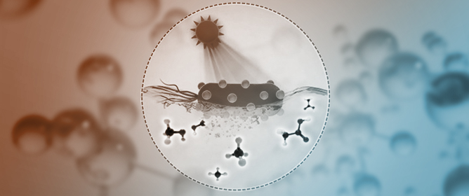 Escaping the Efficiency Trap in Semiconductor&ndash;Biological Hybrid Systems