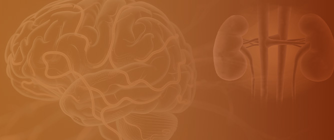 Indoxyl Sulfate-Mediated Blood&ndash;Brain Barrier Damage in Chronic Kidney Disease