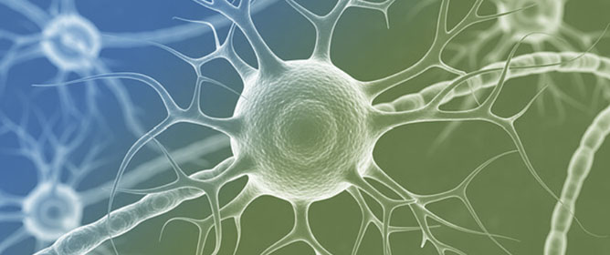 Rewiring the Glioma Ecosystem: Glial&ndash;Tumor Crosstalk, Immune Evasion, and Therapeutic Opportunities
