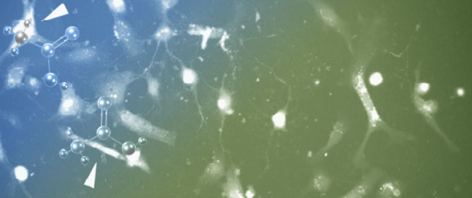Acetic Acid Activates Intracellular Calcium Responses in Astrocytes from the Rat Olfactory Bulb