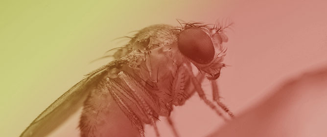 Induced RNA Interference Can Suppress Persistent <em>Drosophila</em> A Virus (DAV) Infection in Cultured Drosophila Melanogaster S2 Cells