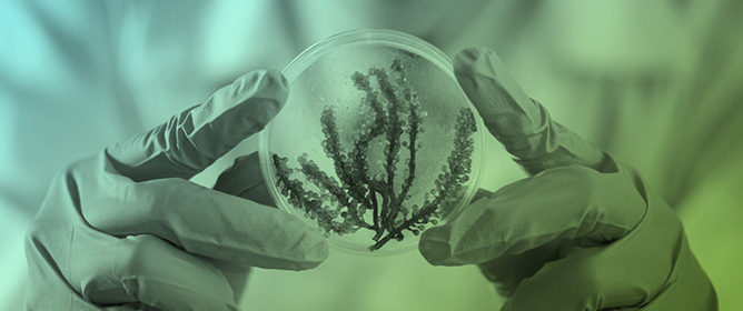 From Pond to Plate: Tailored Functional Proteins for Next-Gen Microalgal Food