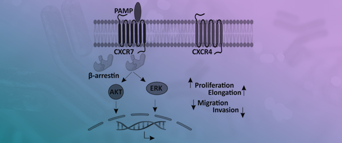 Proadrenomedullin N-Terminal 20 Peptide (PAMP) Increases Proliferation and Induces Cytoskeleton Remodeling in Melanoma Cells Through the CXCR7/CXCR4/&beta;-Arrestin Axis