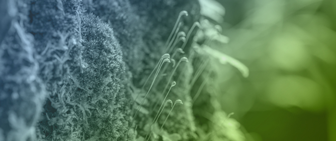 Comparative Longevity of Bryophyte Spores: Influence of Storage Conditions, Spore Maturity, and Plant Ecology
