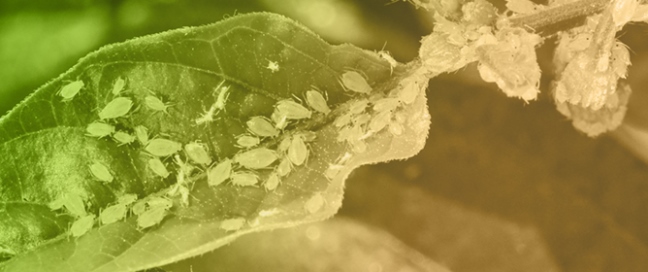 Challenges in Aphid Pest Management Including Global Case Studies and Prospects
