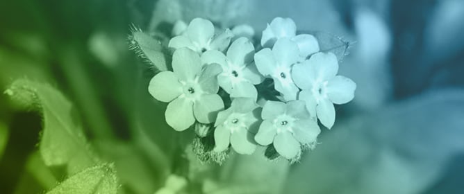 Do Nectar Guides in Flowers of Two <em>Myosotis</em> L. Species (Boraginaceae) Serve as Osmophores?