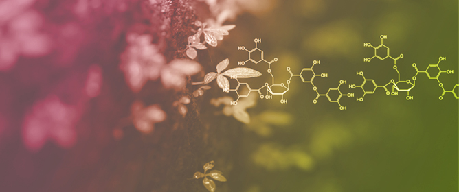 Nanotechnology-Enabled CRISPR Delivery: Emerging Opportunities in Agriculture and Forest Biotechnology
