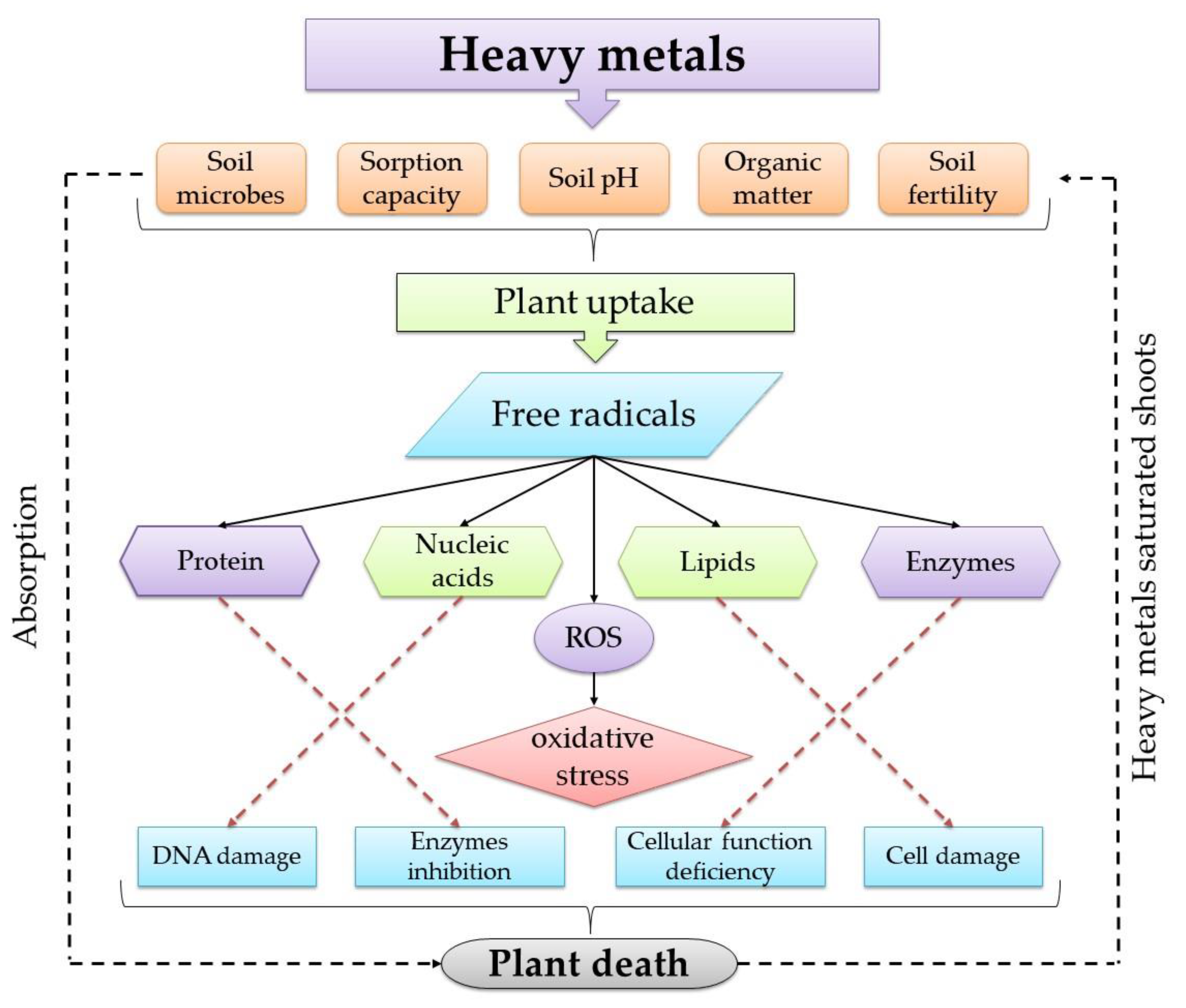 Correlation between the amount of heavy metals in the roots and