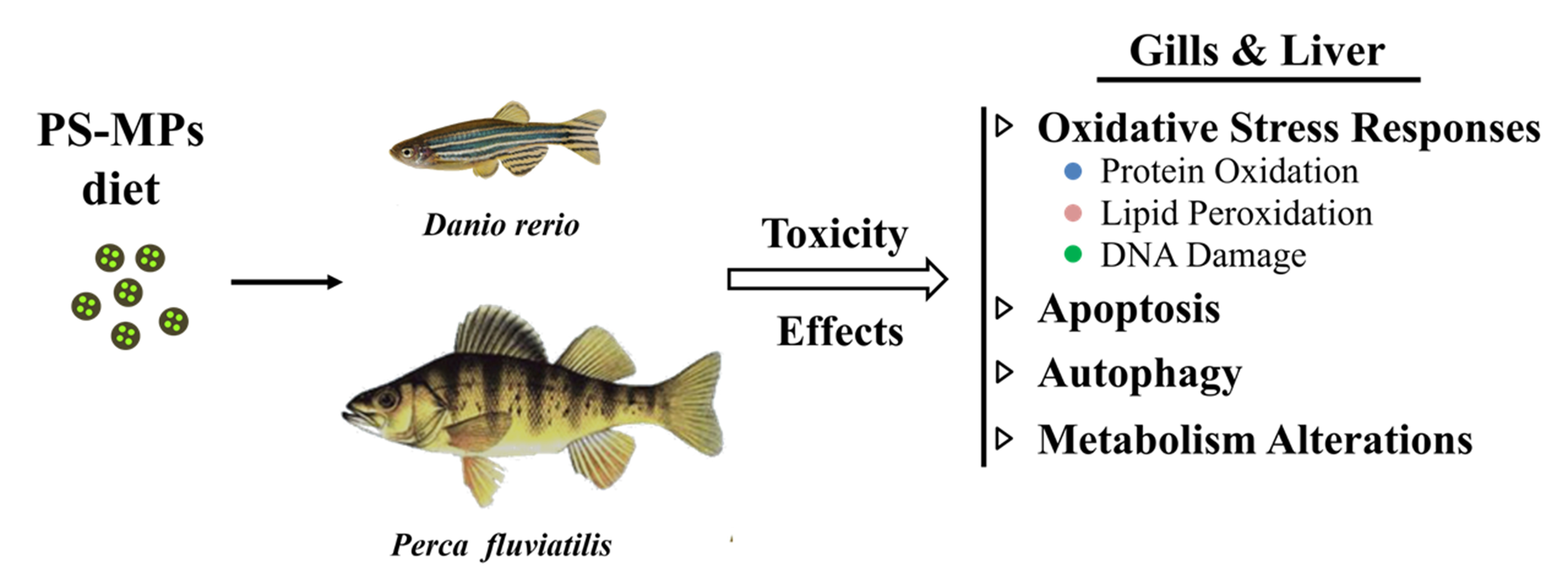 Toxics | Free Full-Text | Toxicity and Functional Tissue Responses